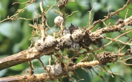 Les nodosités permettent aux légumineuses de fixer l’azote de l’air par les racines. Des symbioses bactériennes avec de nouvelles espèces cultivées sont envisageables.