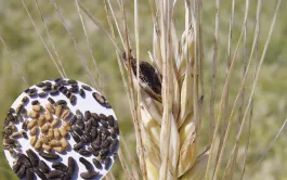 La maladie de l’ergot des céréales se manifeste sur l’épi par l’apparition de sclérotes sombres en remplacement de grains. À droite : l’aspect des sclérotes diffère selon l’espèce de graminée contaminée (grains de blé sains au centre).