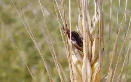 La maladie de l’ergot des céréales se manifeste sur l’épi par l’apparition de sclérotes sombres en remplacement de grains. À droite : l’aspect des sclérotes diffère selon l’espèce de graminée contaminée (grains de blé sains au centre).