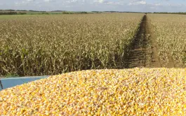 Les surfaces de maïs progresseraient d’environ 150 000 ha en 2024.