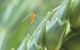  L’adulte est un minuscule moucheron présent généralement à partir du mois de mai et qui peut pondre ses œufs de l’épiaison jusqu’à fin floraison.