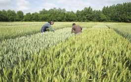 Le choix des variétés de blé tendre s’opère parmi un large choix en s’appuyant sur les débouchés et les contraintes pédoclimatiques locales.