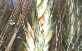 L'objectif de la double fente est d'augmenter la couverture des épis par la bouillie phytosanitaire.