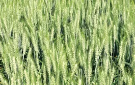 En 2023, le paysage des variétés BAF cultivées en Centre-Île-de-France-Val de Loire était largement dominé par Rebelde (37 % des surfaces) et Forcali (20 %).