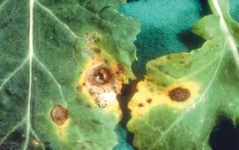 La dose restreinte de xanthones ne tue pas les champignons non ciblés, mais affaiblit les agents pathogènes (ici Alternaria brassicicola sur colza) et les rend plus sensibles aux composés antimicrobiens des plantes.