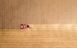 Graminées résistantes : nettoyer la moissonneuse-batteuse pour contrôler les ray-grass 