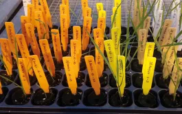 Le projet MOSADURUM a développé un nouveau matériel génétique de blé dur ayant intégré des facteurs de résistance aux mosaïques provenant du blé tendre - une démarche innovante !