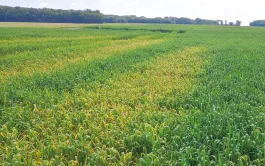 Un mauvais rinçage engendre un risque de phytotoxicité sur la culture suivante.