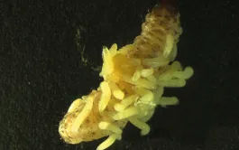 Larve de sésamie ayant été parasitée par Cotesia typhae.
