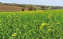 La cameline est une brassicacée dont les graines fournissent une huile aux débouchés variés et prometteurs.