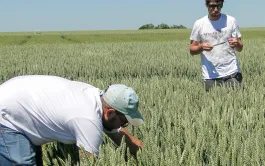 Les apports localisés de phosphore améliorent le rendement