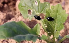 Terres Inovia et ses partenaires ont évalué en colza l’effet d’associer à la variété d’intérêt une faible proportion d’une variété censée attirer davantage les altises dans le but de limiter les dégâts de ces insectes.