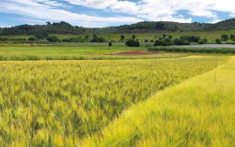 Les effets sur la biodiversité des pratiques agricoles en systèmes conventionnel, ACS et bio ont été étudiés dans la région de Manosque (Alpes-de-Haute-Provence).