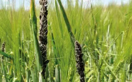 Le charbon nu de l’orge se manifeste seulement après l’épiaison : les grains en formation sont remplacés par la masse noire des spores d’Ustilago nuda.