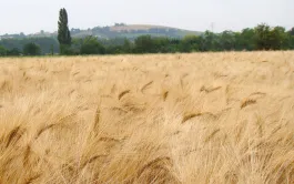Les métaux lourds, naturellement présents dans certains sols en quantités plus ou moins importantes, peuvent s’accumuler dans les cultures. En France, le cadmium est le plus préoccupant pour la santé humaine.