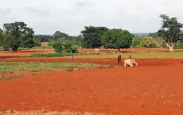 Dans le nord de la Côte d’Ivoire, des paysans ont pu, grâce à la culture attelée, plus que doubler leurs surfaces en coton et cultures vivrières et augmenter leurs rendements.