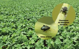 Comment réduire la nuisibilité de la grosse altise et du charançon du bourgeon terminal en colza ? En les détournant de la culture vers des plantes encore plus attractives, au sein de la parcelle ou en dehors.