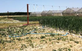 Maïs, sorgho, soja ou tournesol : tous voient leur rendement pâtir du manque d’eau ; néanmoins le tournesol et le sorgho résistent bien au stress hydrique.
