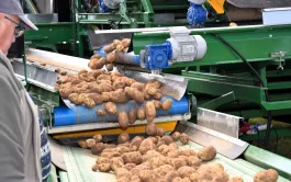 Le Catalogue 2024 s’est enrichi de quatre nouvelles variétés de pomme de terre de consommation : Chanelle, Millesime, Minette et Sesame.