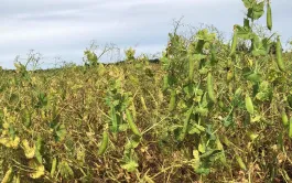 Variétés de pois de printemps : les références conservent leur place