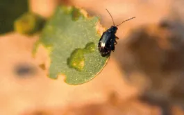 L’altise du lin se nourrit des plantules au printemps. De fortes attaques peuvent entrainer un abandon de la culture.
