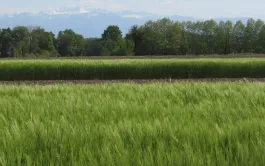 Les variétés d’orge de printemps au contenu en chlorophylle optimisé nécessiteraient jusqu’à 20 % d’azote en moins. Le projet Greenscale doit permettre d’orienter la sélection variétale en ce sens. 