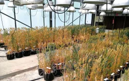 Dans le cadre du projet VIROCAP, l’impact des stress abiotiques sur le développement de la JNO chez le blé tendre a été évalué, notamment via des observations de symptômes et les composantes du rendement.