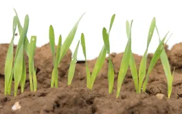 Semis orge de printemps : comment le réussir ?