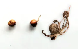 Les symptômes des attaques de Pythium spp. peuvent être l’absence de germination (à gauche), l’arrêt de la croissance juste après germination (au centre), une croissance des racines sans coléoptile (à droite).
