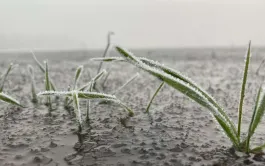 La pluviométrie exceptionnelle pratiquement partout en France lors de la campagne 2023-24 a joué un rôle indéniable sur le rendement final des céréales à paille. Mais d’autres facteurs climatiques ont eu une importance.  
