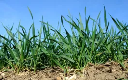 Fertilisation azotée des blés d’hiver : prévoir la dose juste