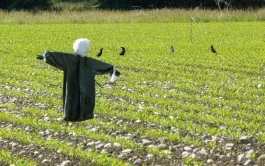 L’efficacité relative des épouvantails et autres effaroucheurs justifie l’usage de corvifuges en traitement de semences.
