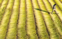 L’Europe de l’Ouest, avec la France, la Belgique et les Pays-Bas, est le premier producteur mondial de lin (fibres longues).