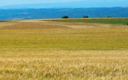 Sécuriser la filière Blé dur, décarboner la production et développer les variétés de demain - tels sont les objectifs du Plan de souveraineté et de développement du blé dur.