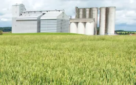 Les insectes qui infestent les silos de stockage de céréales peuvent-ils provenir des champs voisins ? Ou pourraient-ils coloniser ces derniers ?