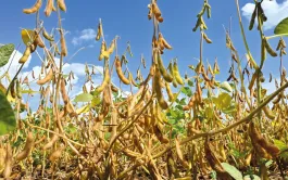 Un manque d’eau sur les périodes de floraison et du remplissage des graines occasionne une baisse du nombre de gousses par plante et une réduction du poids de mille grains.