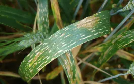 Les taches physiologiques ont des couleurs et des formes très variées, mais elles ne présentent pas de pycnides ou de conidies caractéristiques de maladies fongiques.
