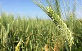 Neuf des vingt-quatre variétés de blé dur sont listées par le CFSI SIFPAF comme « Variétés recommandées par les semouliers et pastiers » (VRSP), dont les deux nouveautés 2024.