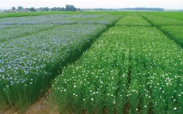 La gestion et la conservation des ressources génétiques du lin sont fondamentales pour pouvoir développer de nouvelles variétés productives et adaptées à des environnements variés et changeants.