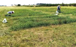 Des essais pluriannuels en microparcelles sont menés à La Ferme des Bordes (36) pour optimiser la fertilisation des prairies temporaires et permanentes