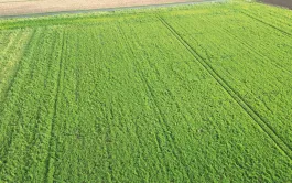 Semé à la volée la veille de la moisson avec un épandeur centrifuge sur 24 m de large, ce couvert de radis chinois + vesce velue est bien homogène et a produit 4,4 t MS/ha pour 184 kg/ha d’azote absorbés.