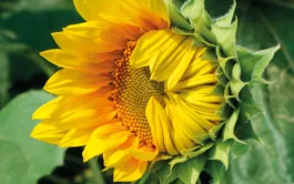 Le début de la floraison constitue un moment optimal pour l’irrigation du tournesol.