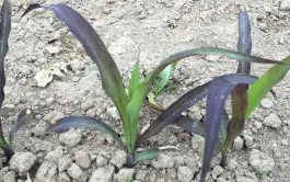 La pseudo-carence en phosphore sur le maïs est essentiellement due au compactage du sol ou à des températures froides.