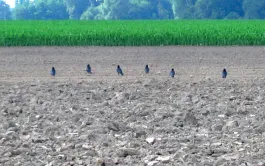 Le point sur la lutte contre les corvidés à l'implantation du maïs