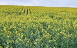 Comment assurer la productivité d'un colza conduit en bio