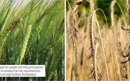 Assurer la qualité sanitaire des céréales en bio