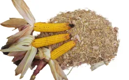 Récolter et valoriser l'ensilage de maïs épi