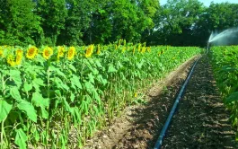 Quand est-il utile d'irriguer les tournesols ?