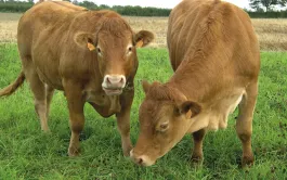 Produire des bœufs limousins en bio