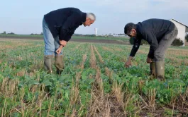 Savoir repérer les ravageurs d'automne du colza